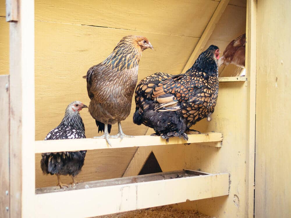 Pullets learning how to roost for the night