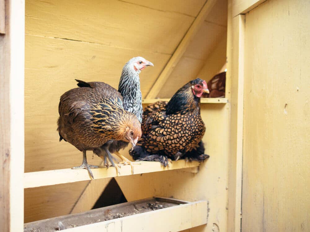 A healthy, happy, and fully integrated flock
