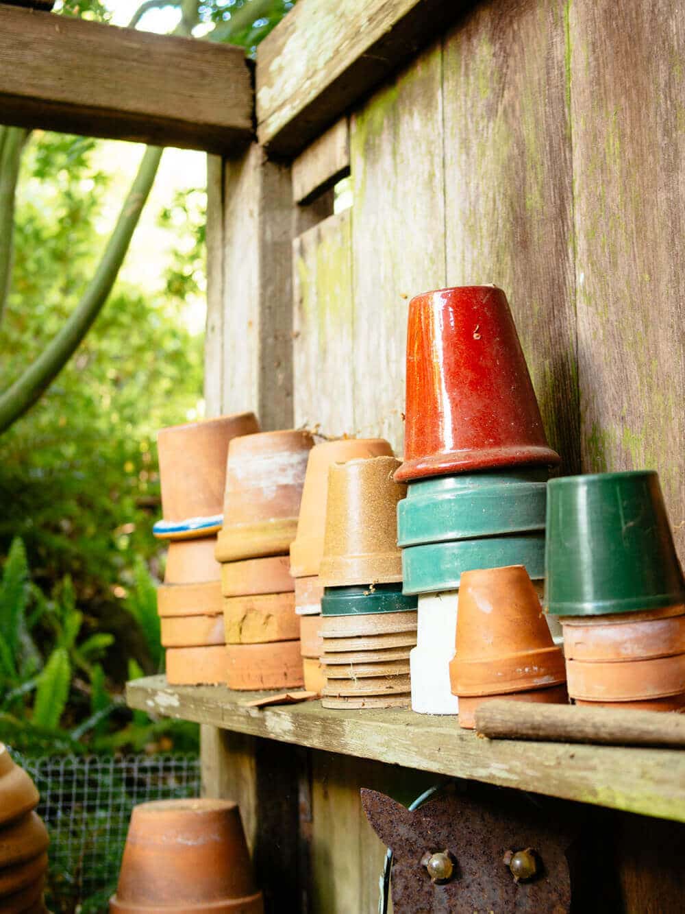 Why I don't wash my plant pots (and you don't need to either)