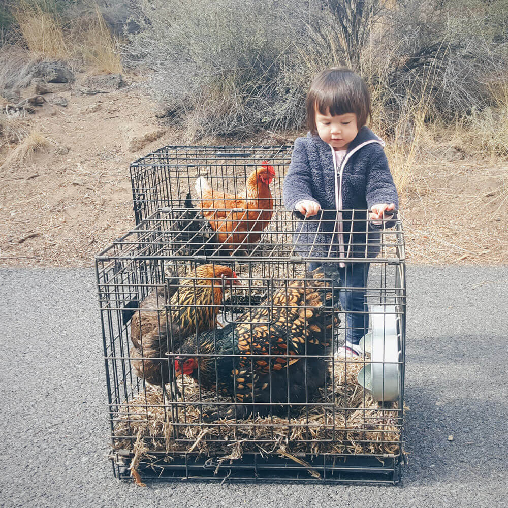 The chickens survived the move
