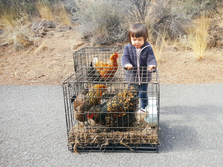 How to move with a flock of backyard chickens