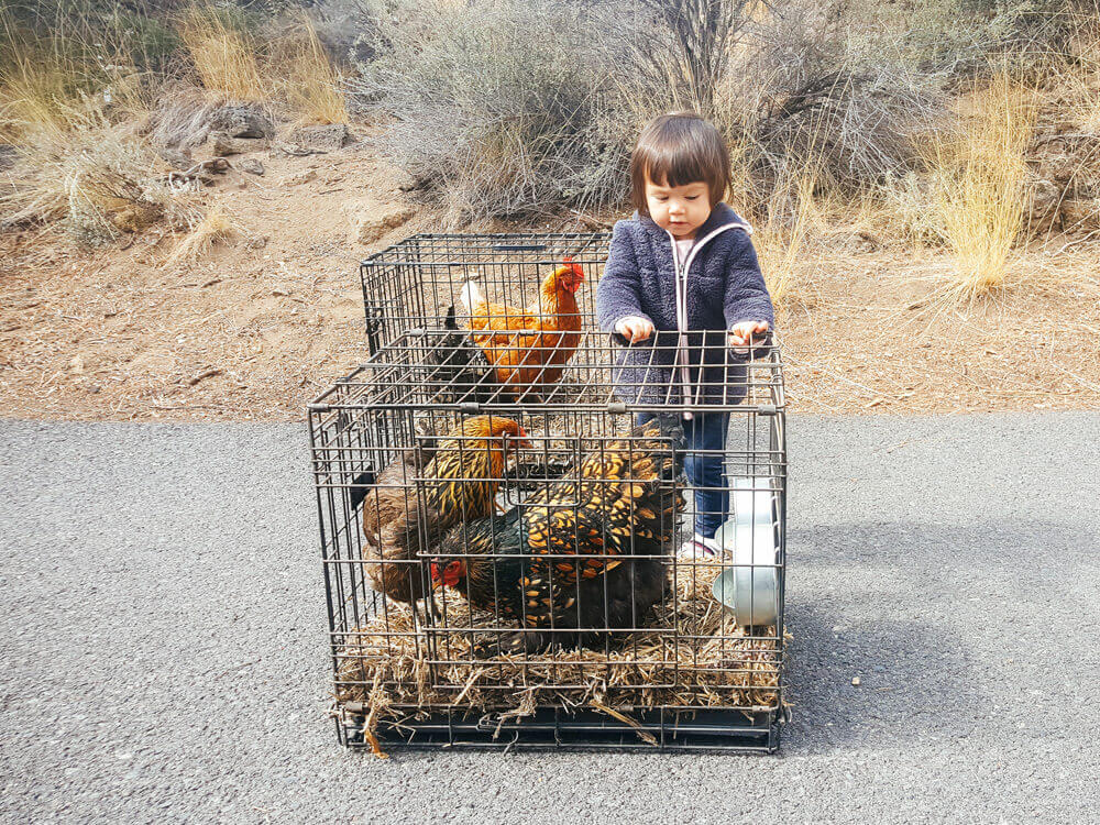 How to move with a flock of backyard chickens