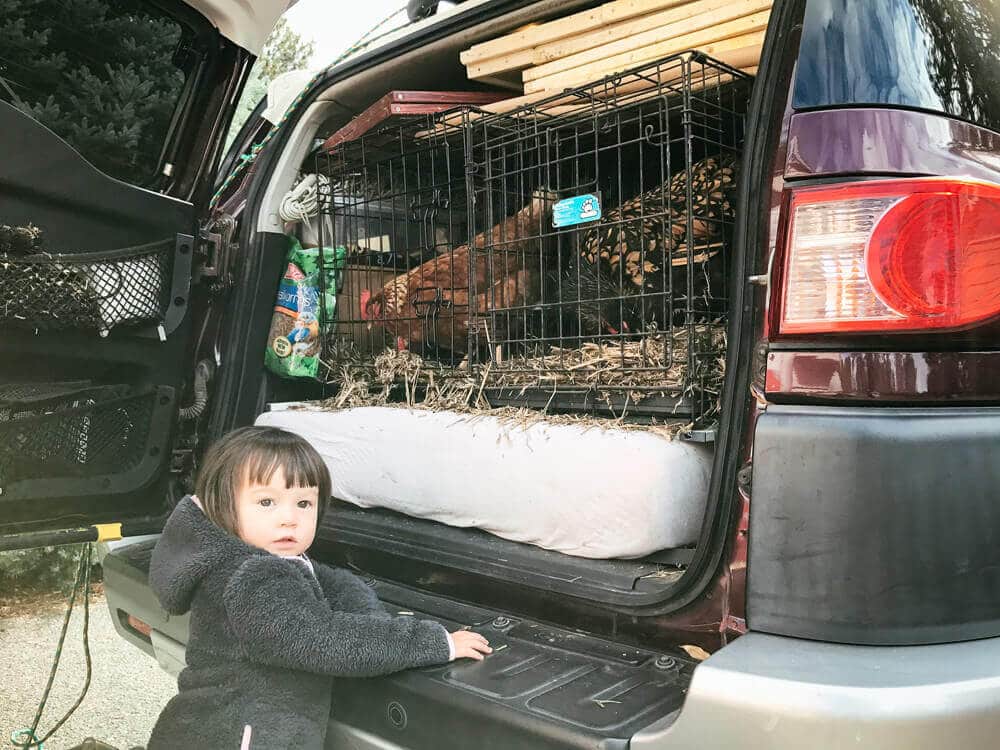 Moving with backyard chickens in wire kennels