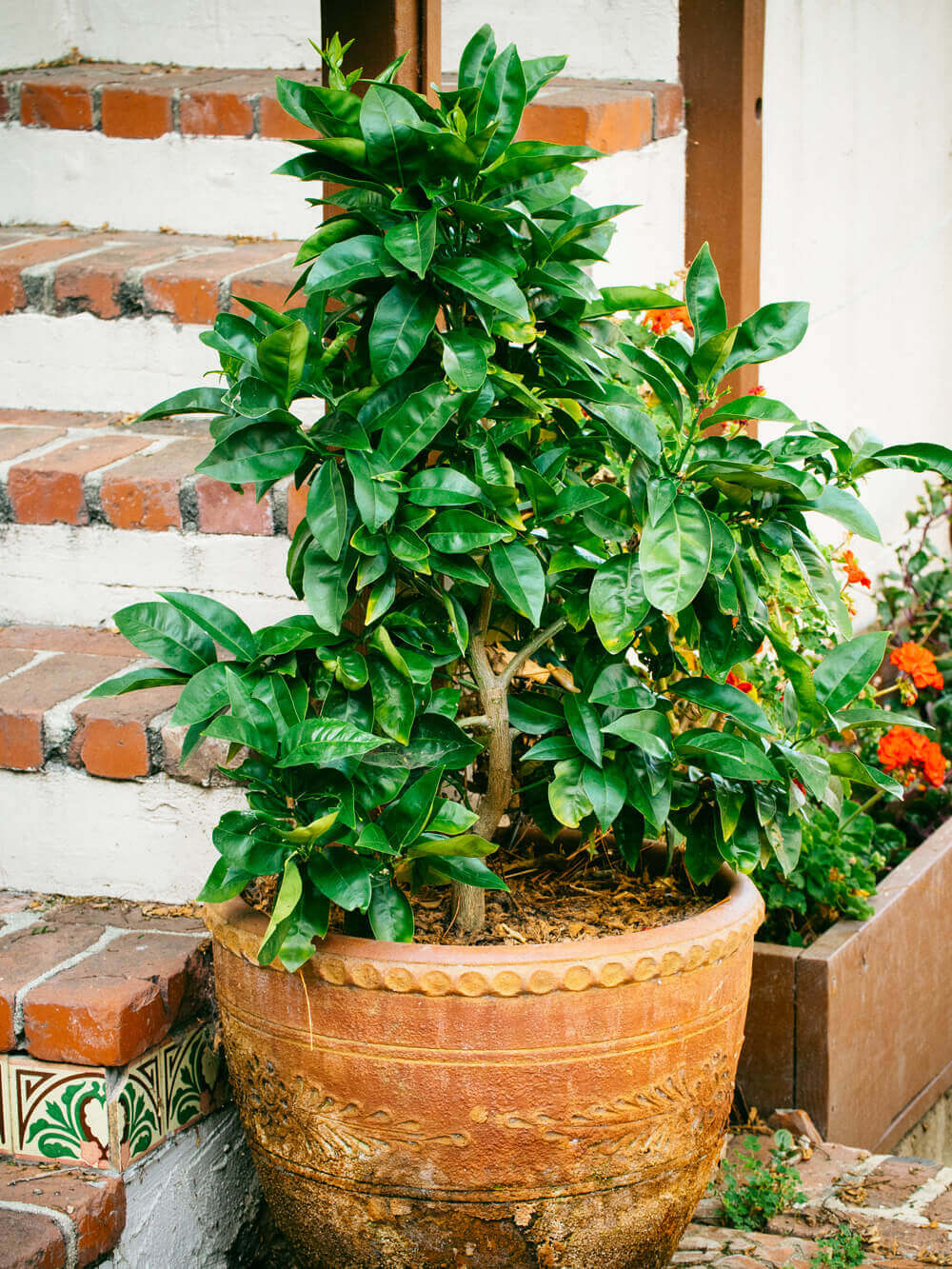 Blood orange tree