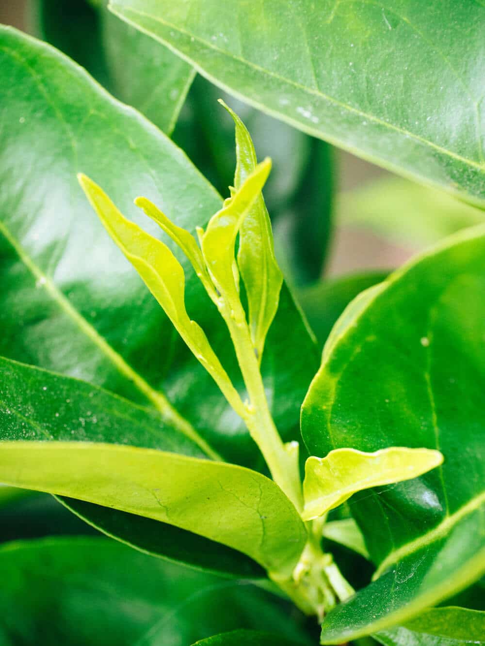 Citrus tree leaves