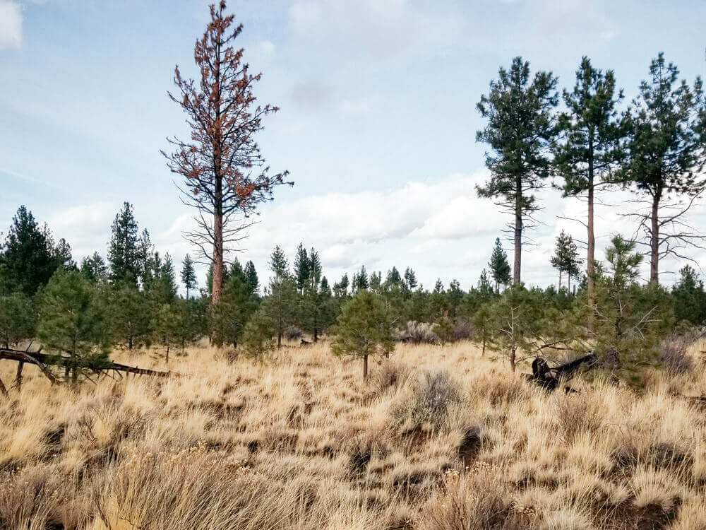 Pine trees growing in an old lava field