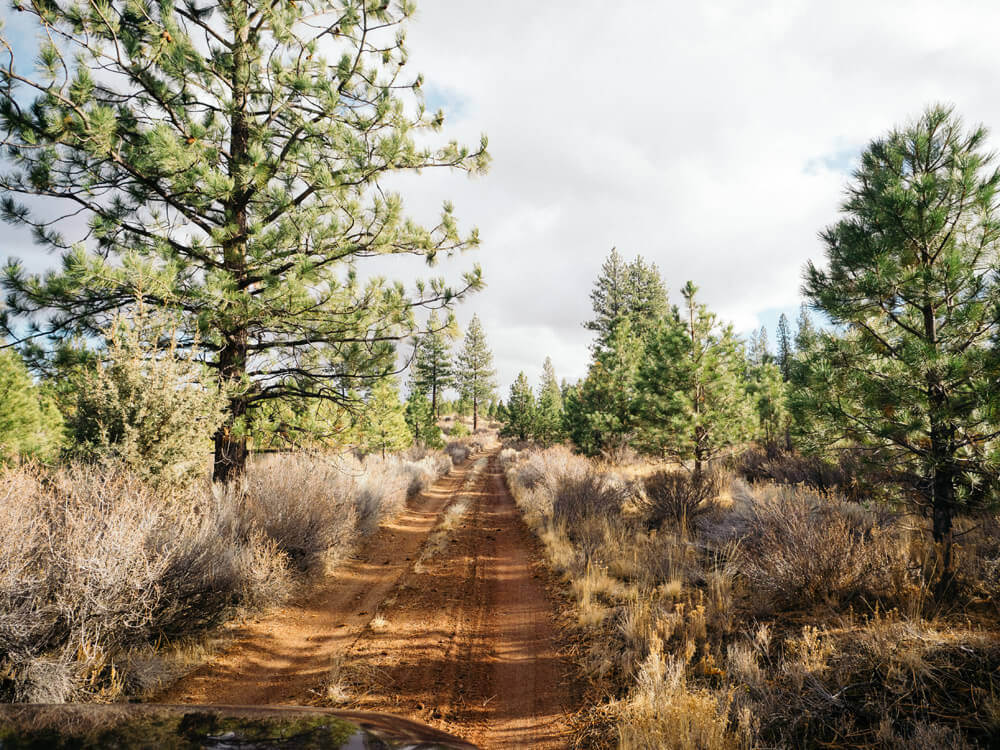 Taking the road less traveled to look for our Christmas tree