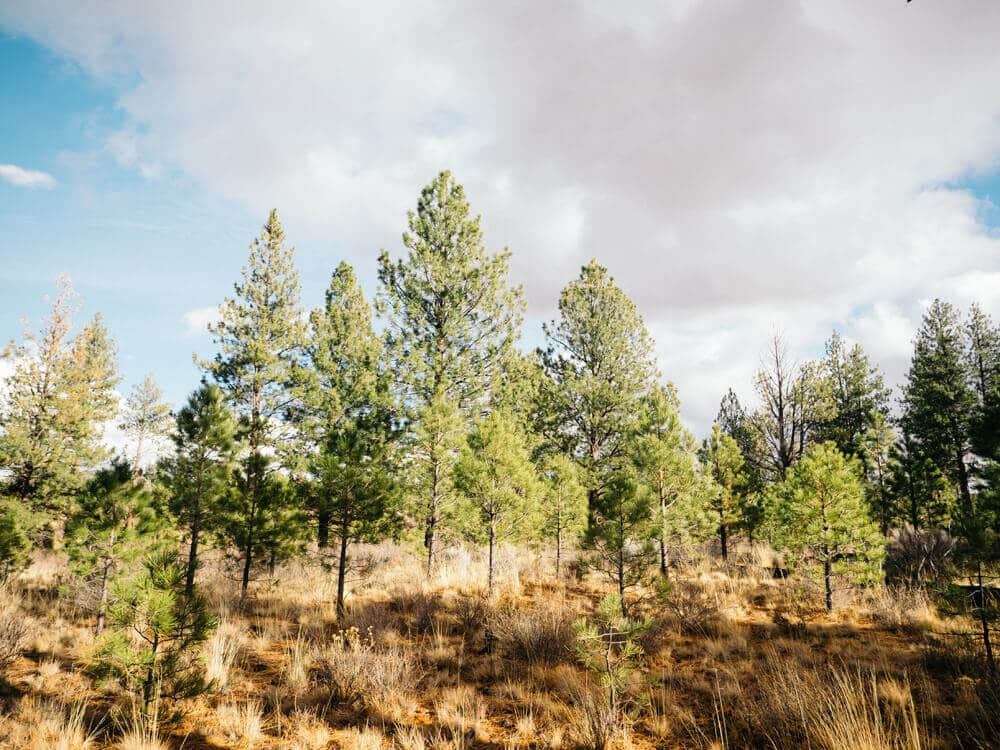 Pine trees of all shapes and sizes in Deschutes National Forest