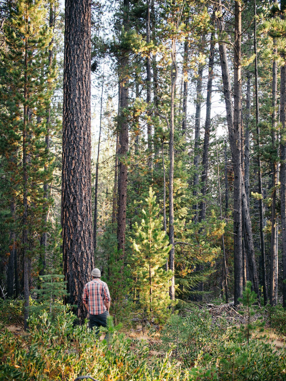 Searching for our Christmas tree in the wild