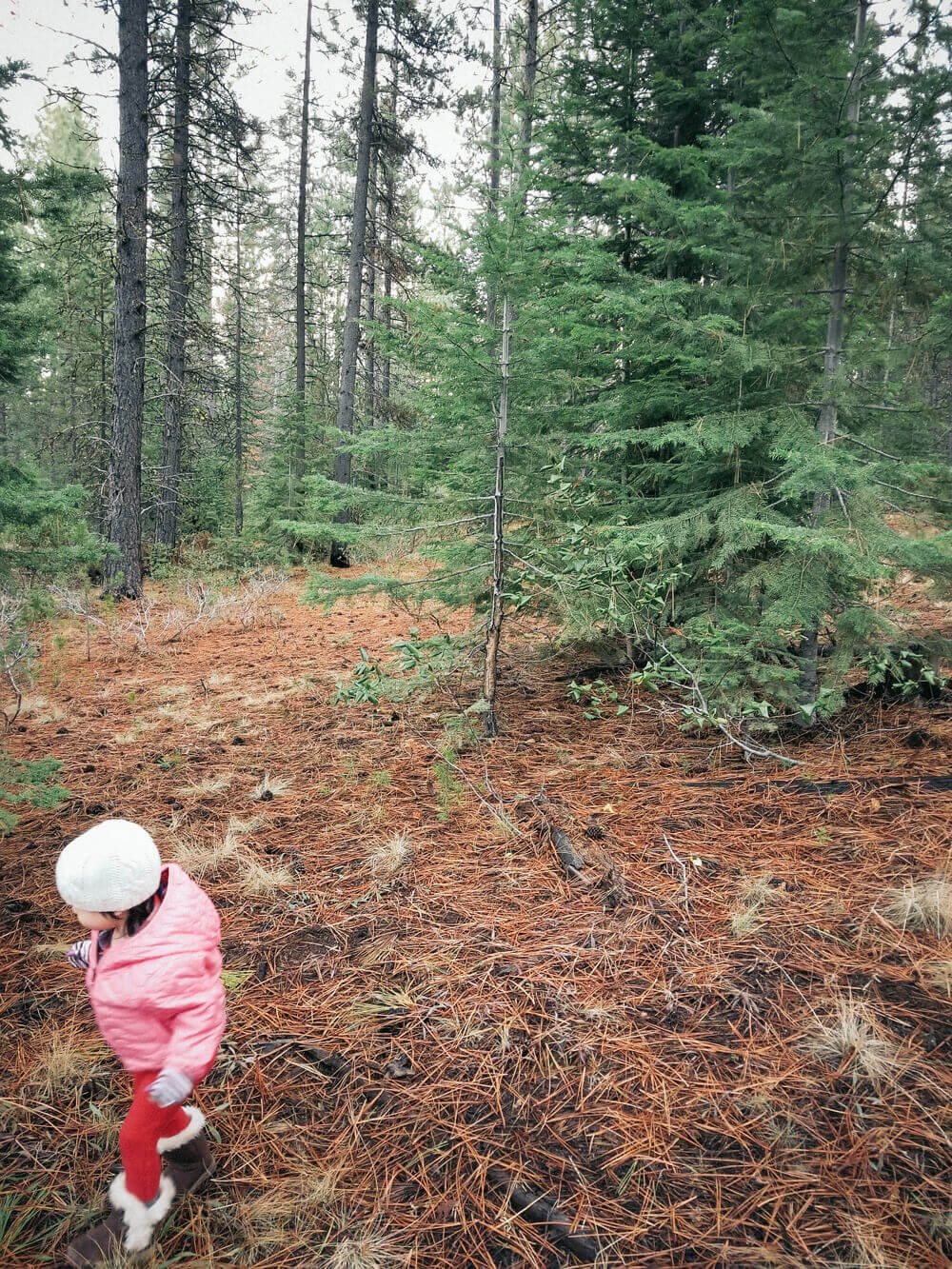 Fir trees abound in the forest