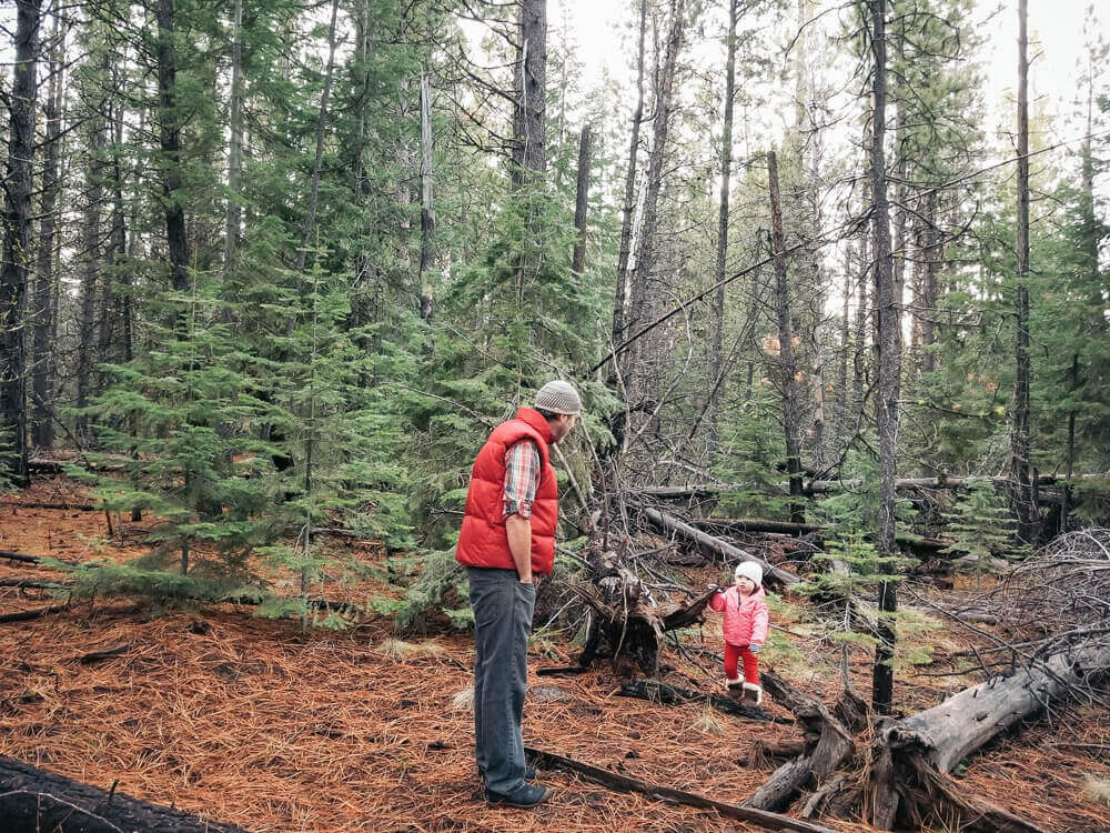 Exploring the forest