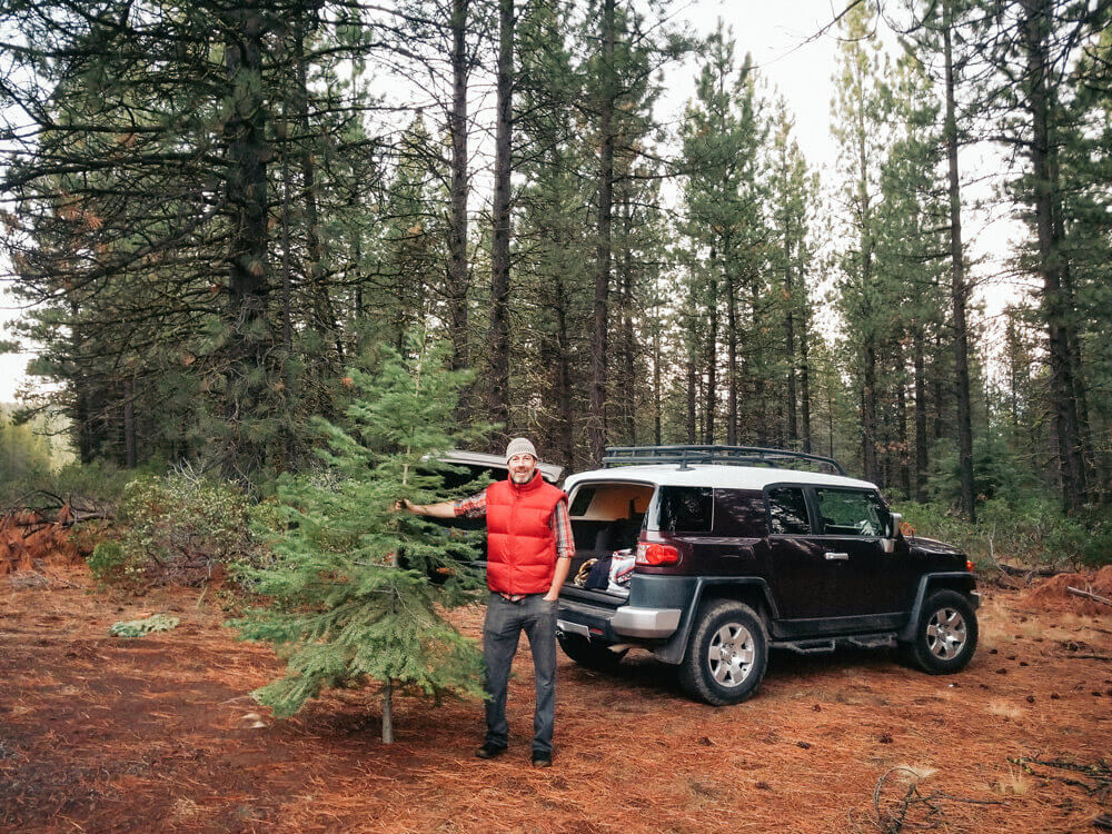 Taking home a beautiful white fir tree to decorate