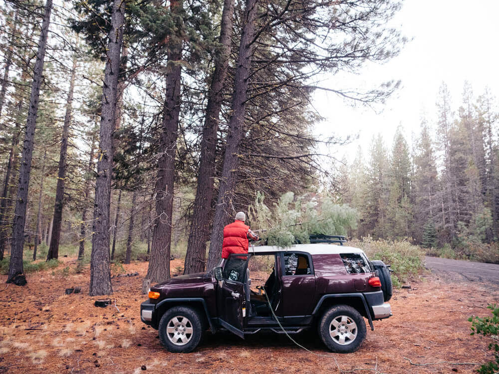 You can cut down your own Christmas tree in Oregon with a permit