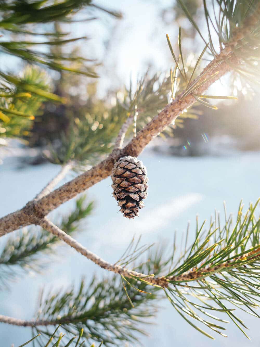 Pinecone on a sunny winter day