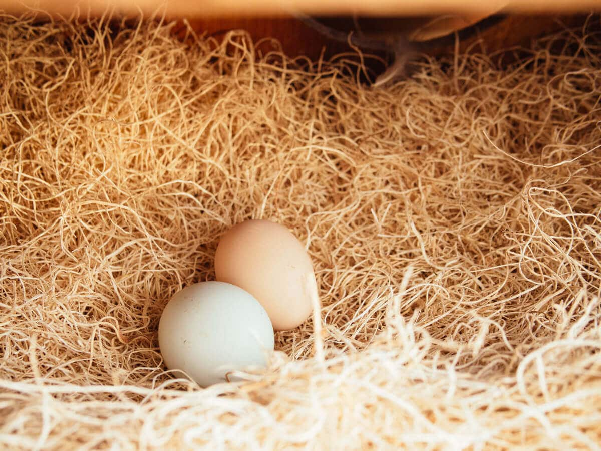 Eggs laid by my backyard chickens