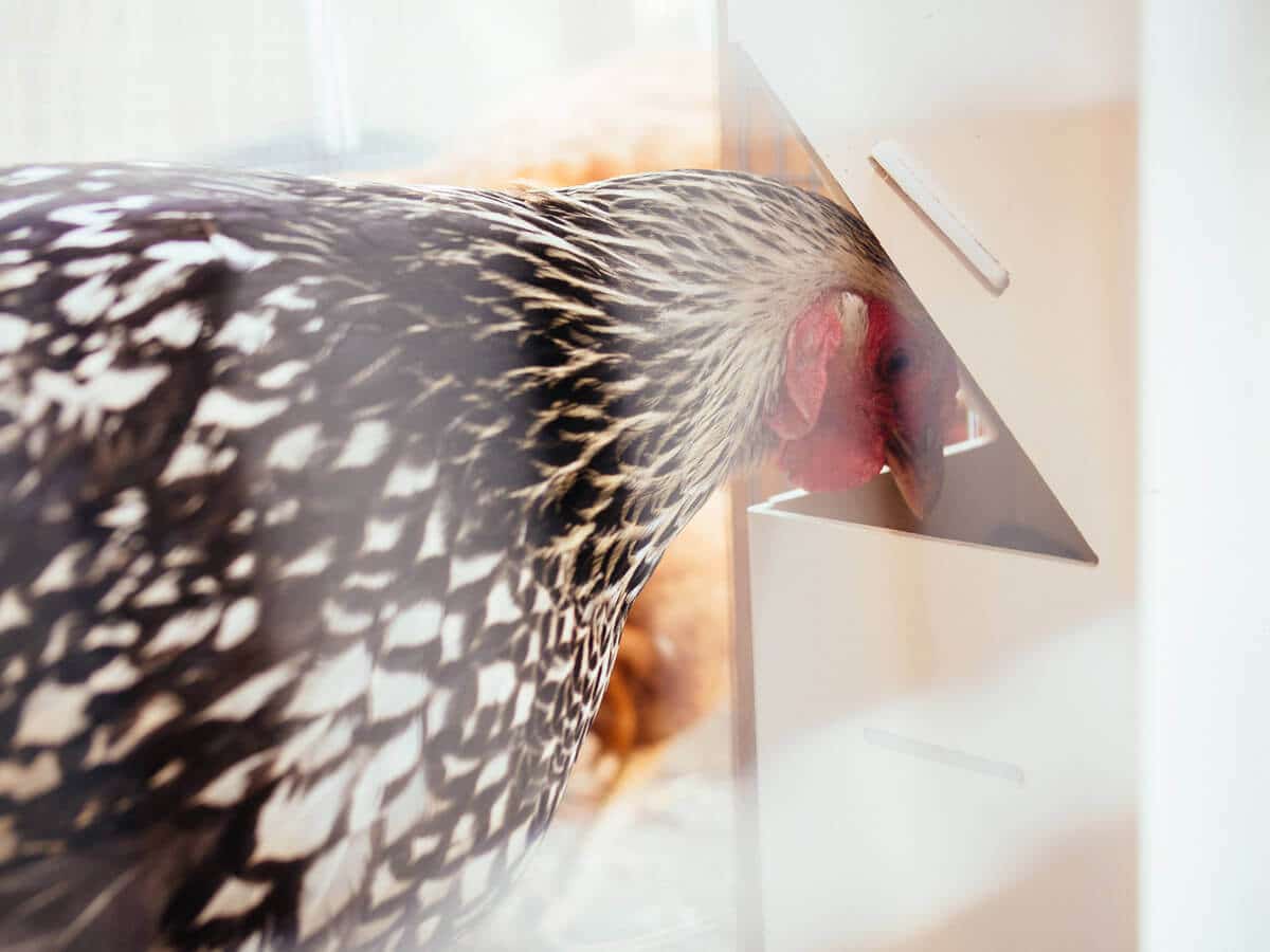 My hen eating from the custom poultry feeder