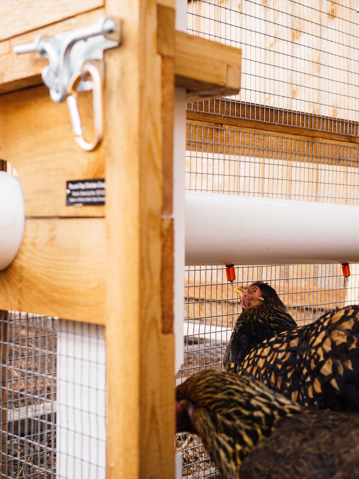My hen drinking from a custom chicken waterer