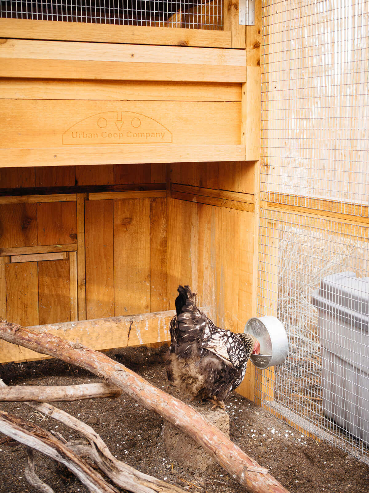 Small hanging feeder dispenses free-choice oyster shells