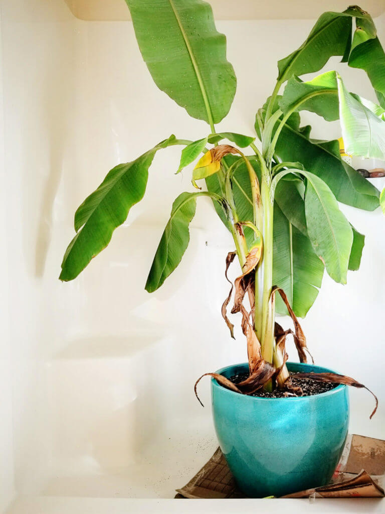 Spring cleaning tip: don't forget to shower your houseplants