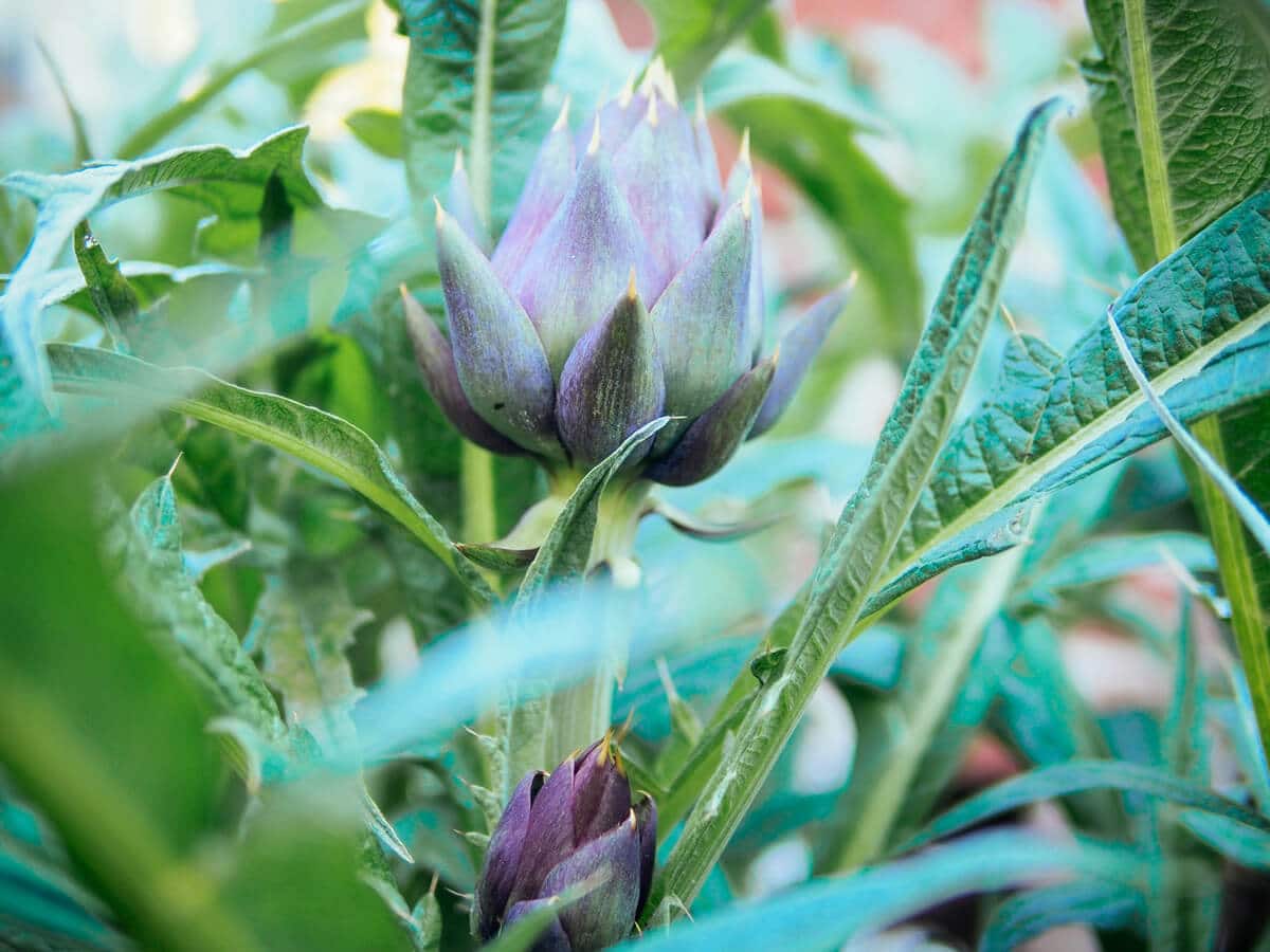 Purple of Romagna artichokes