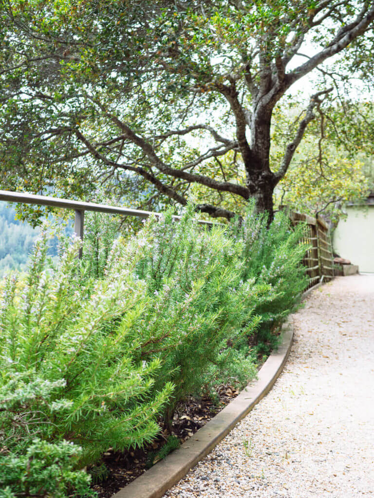 Boost your brain power: rosemary can make you smarter