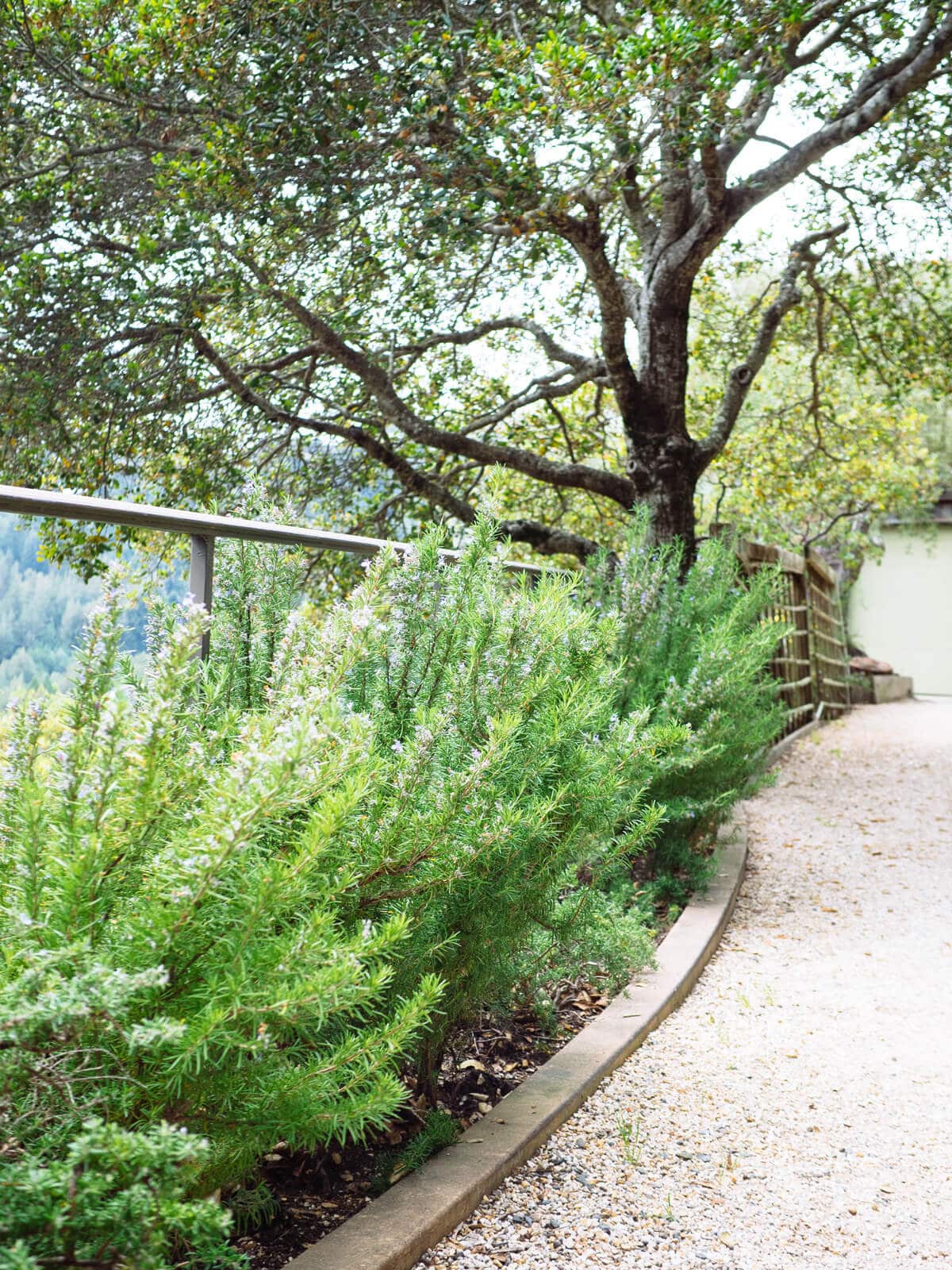 Boost your brain power: rosemary can make you smarter