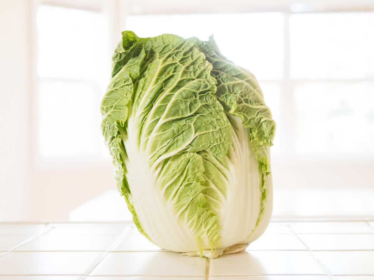 Napa cabbage