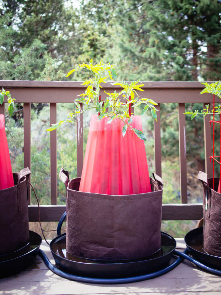 It's almost summer! Here's an update on the new garden