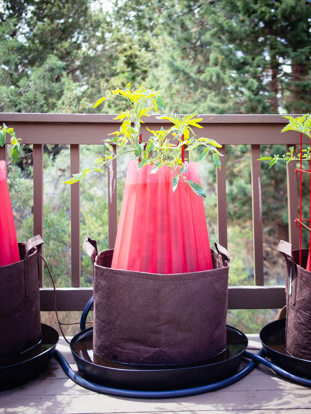 It's almost summer! Here's an update on the new garden