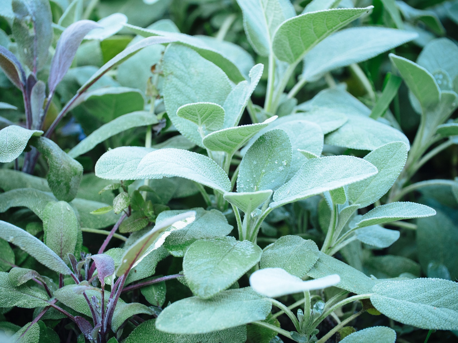 Cut back and divide clumps of perennials