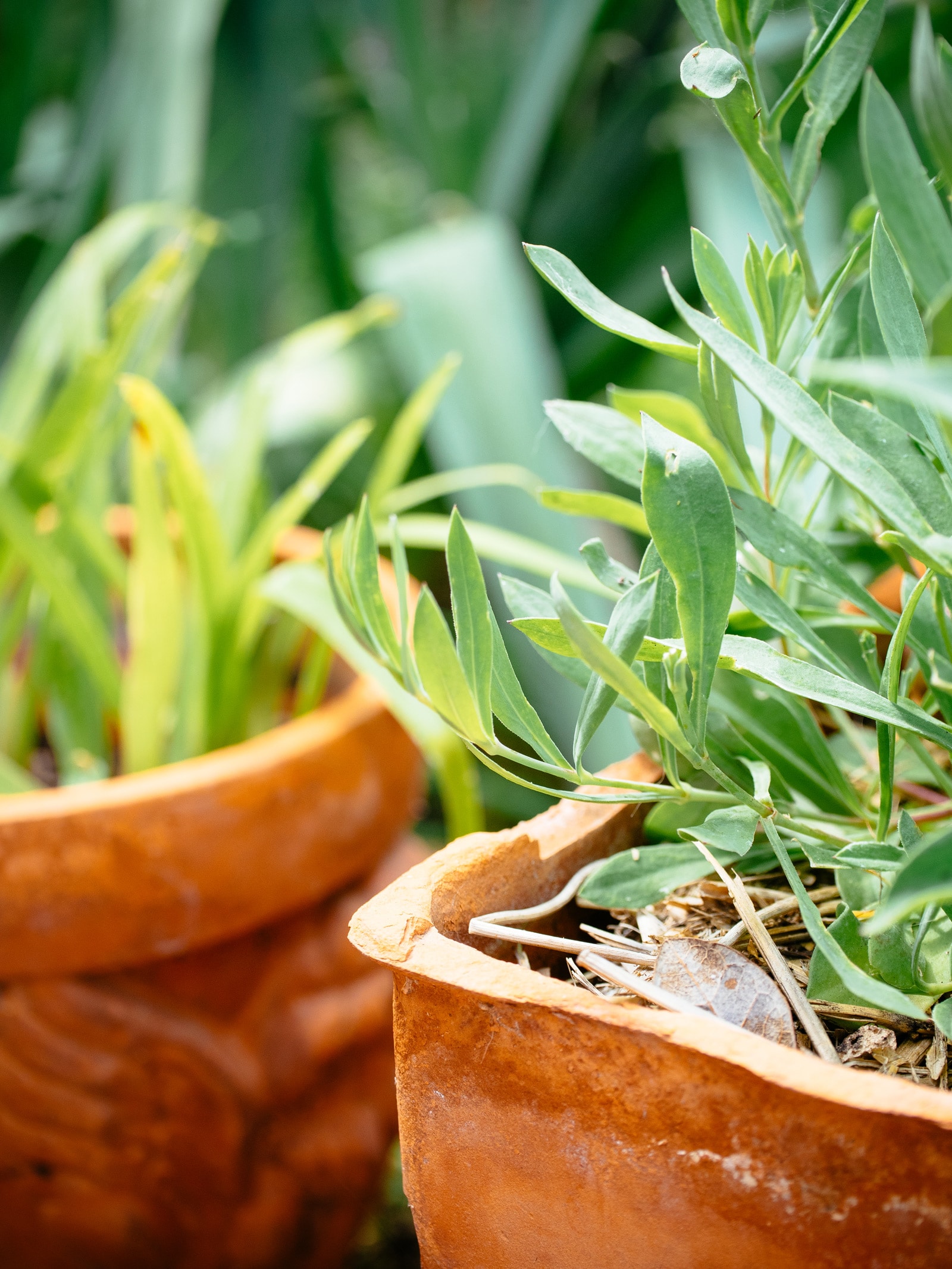 Transition outdoor houseplants back indoors