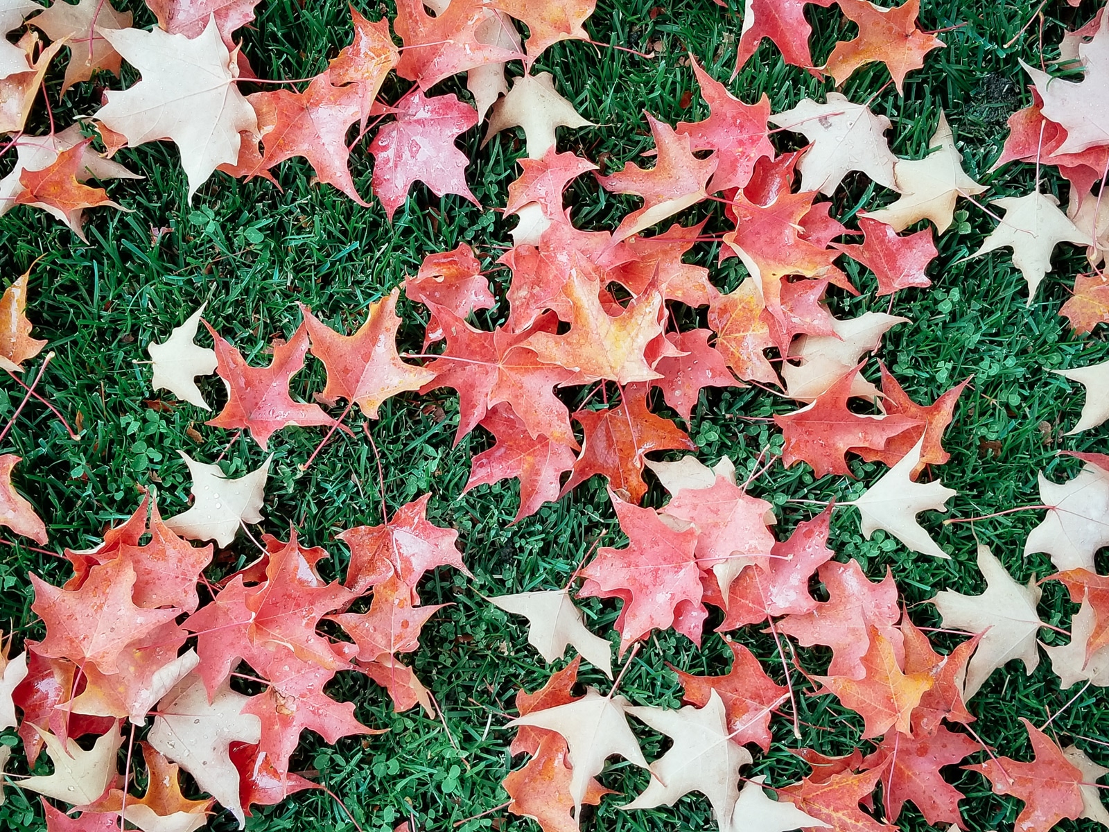 Fall leaves