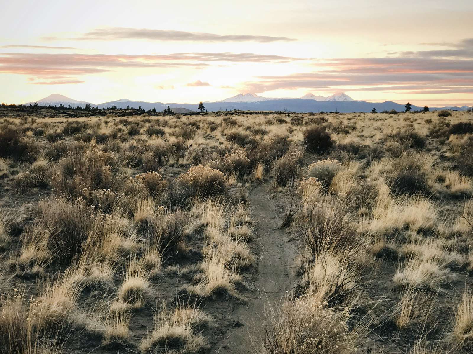 High desert landscape