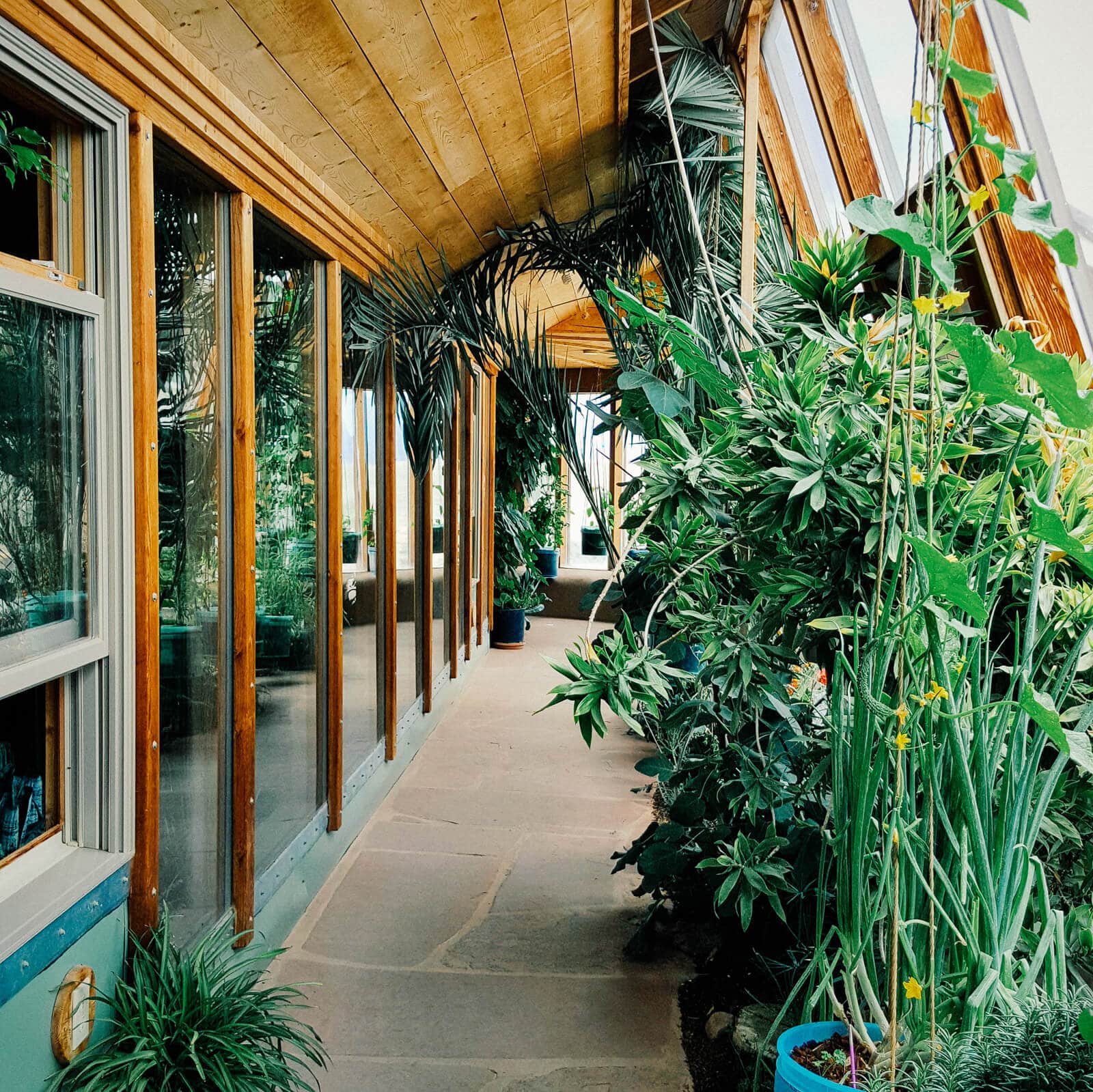 Edible and ornamental greenhouse garden in the Earthship Biotecture office building