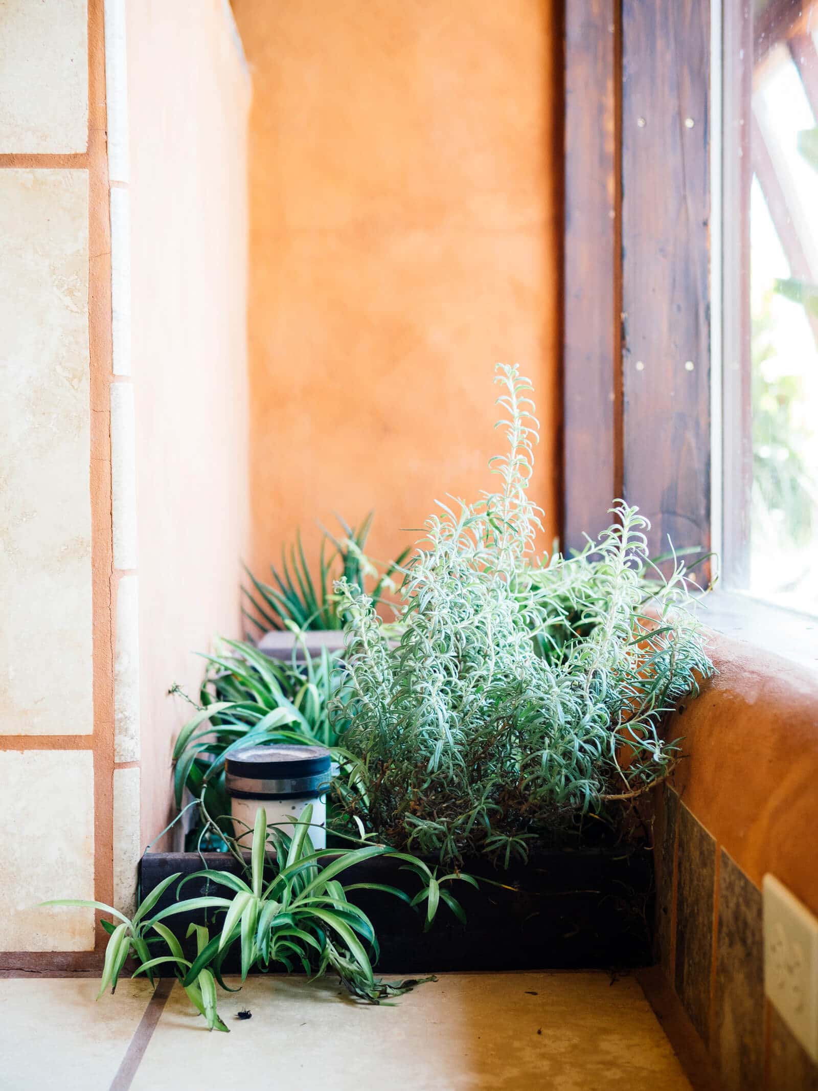Botanical cell in an Earthship kitchen