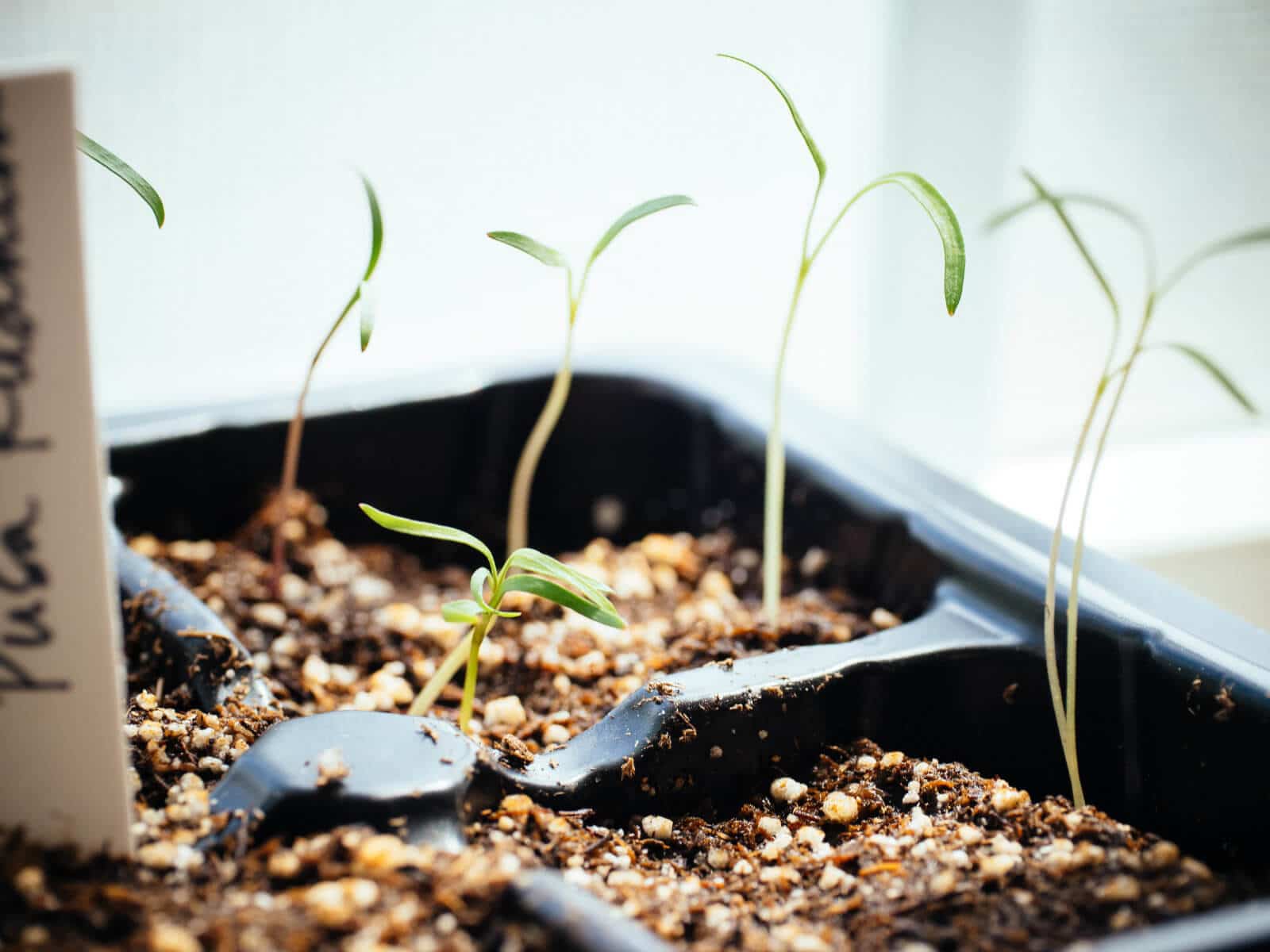 Carrot seedlings
