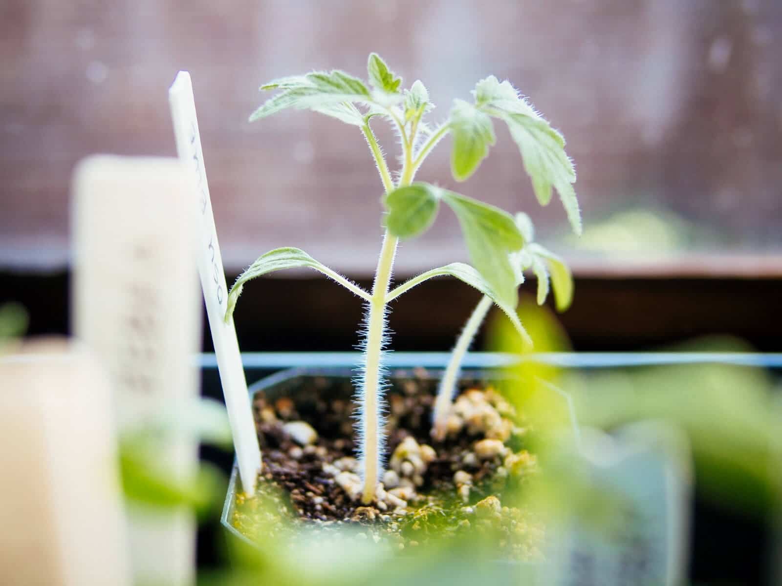 Wait for seedlings to develop their first true leaves before transplanting