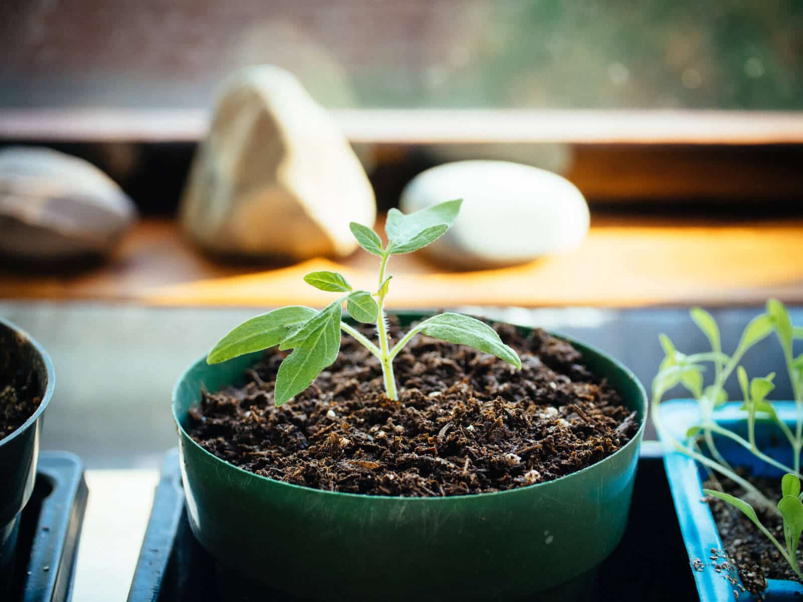 Transplant seedlings into larger pots once their true leaves have emerged