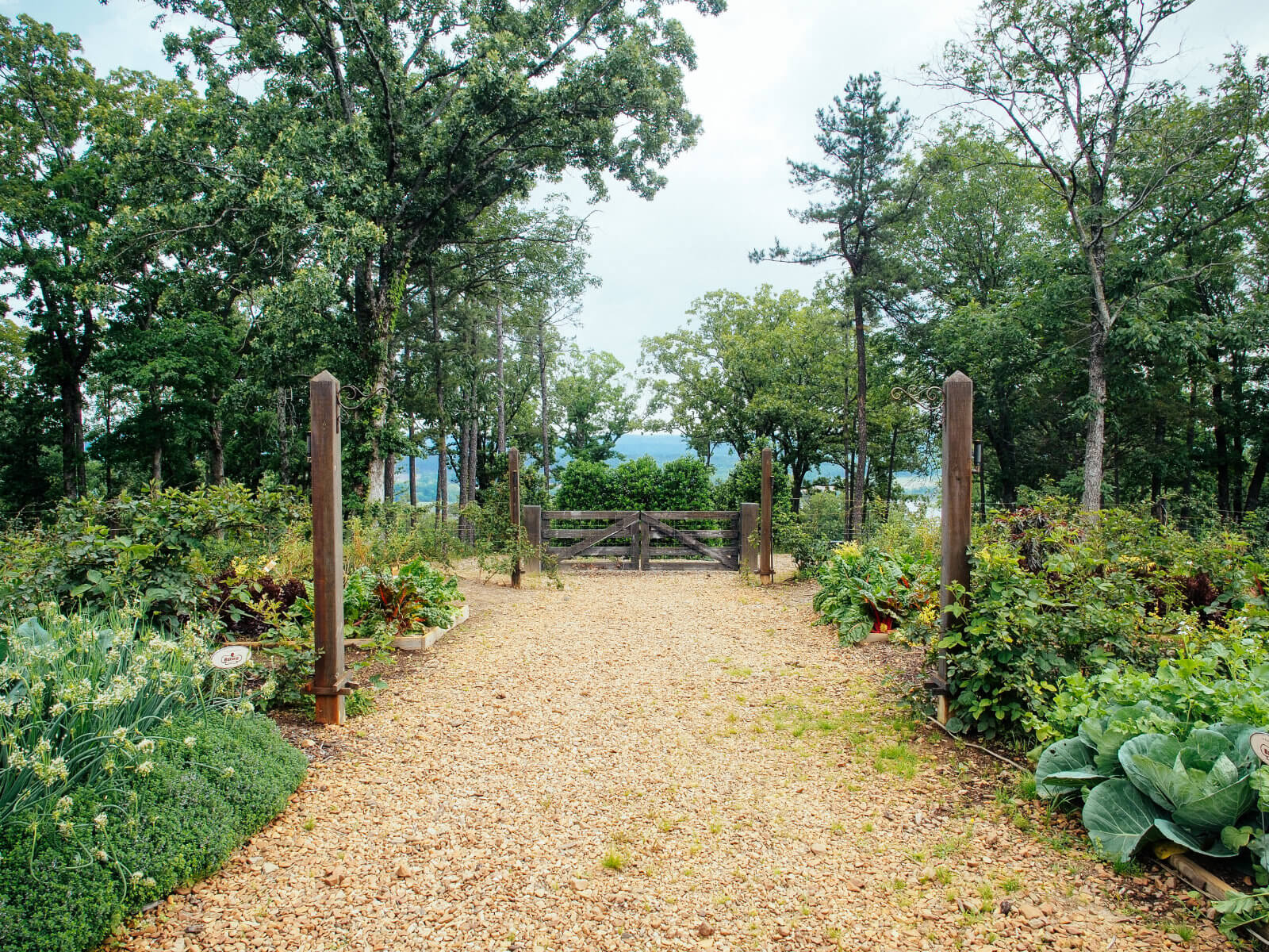Knowing the root depth of your plants helps you plan the size of raised beds