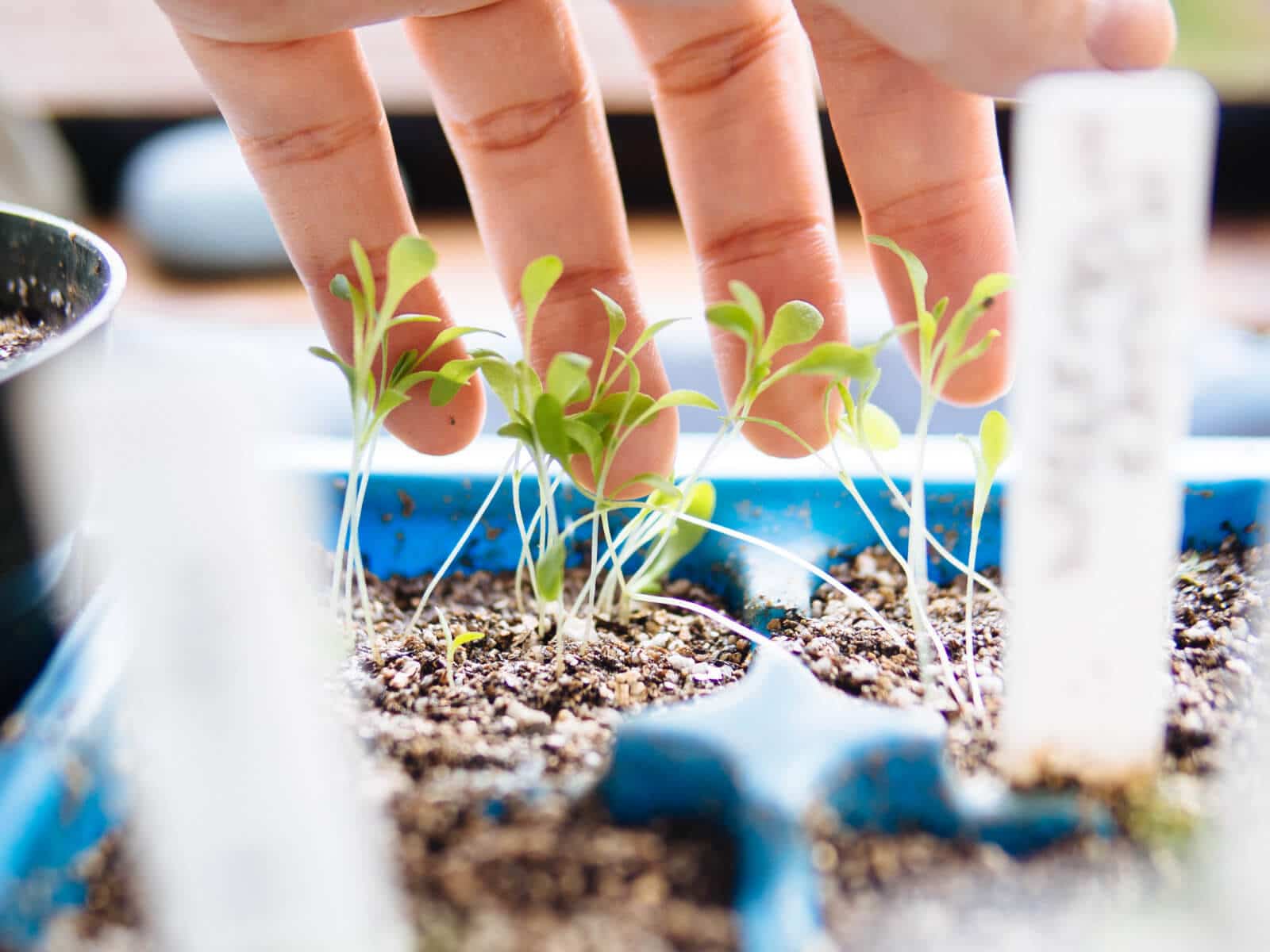 The ultimate seed starting guide: a roundup of Garden Betty's best tips and tutorials