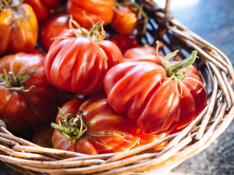 Tomato growing 101: 10 tips for a success harvest