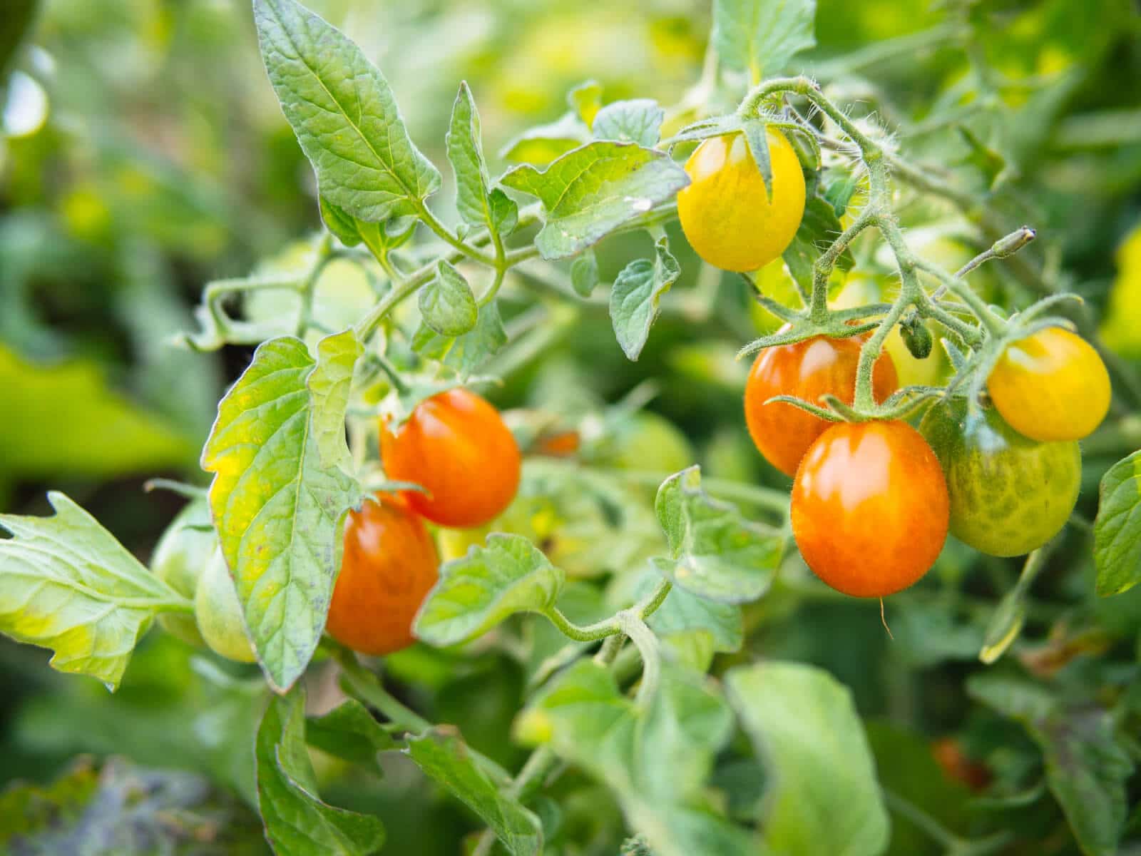 Decide if you want determinate or indeterminate varieties