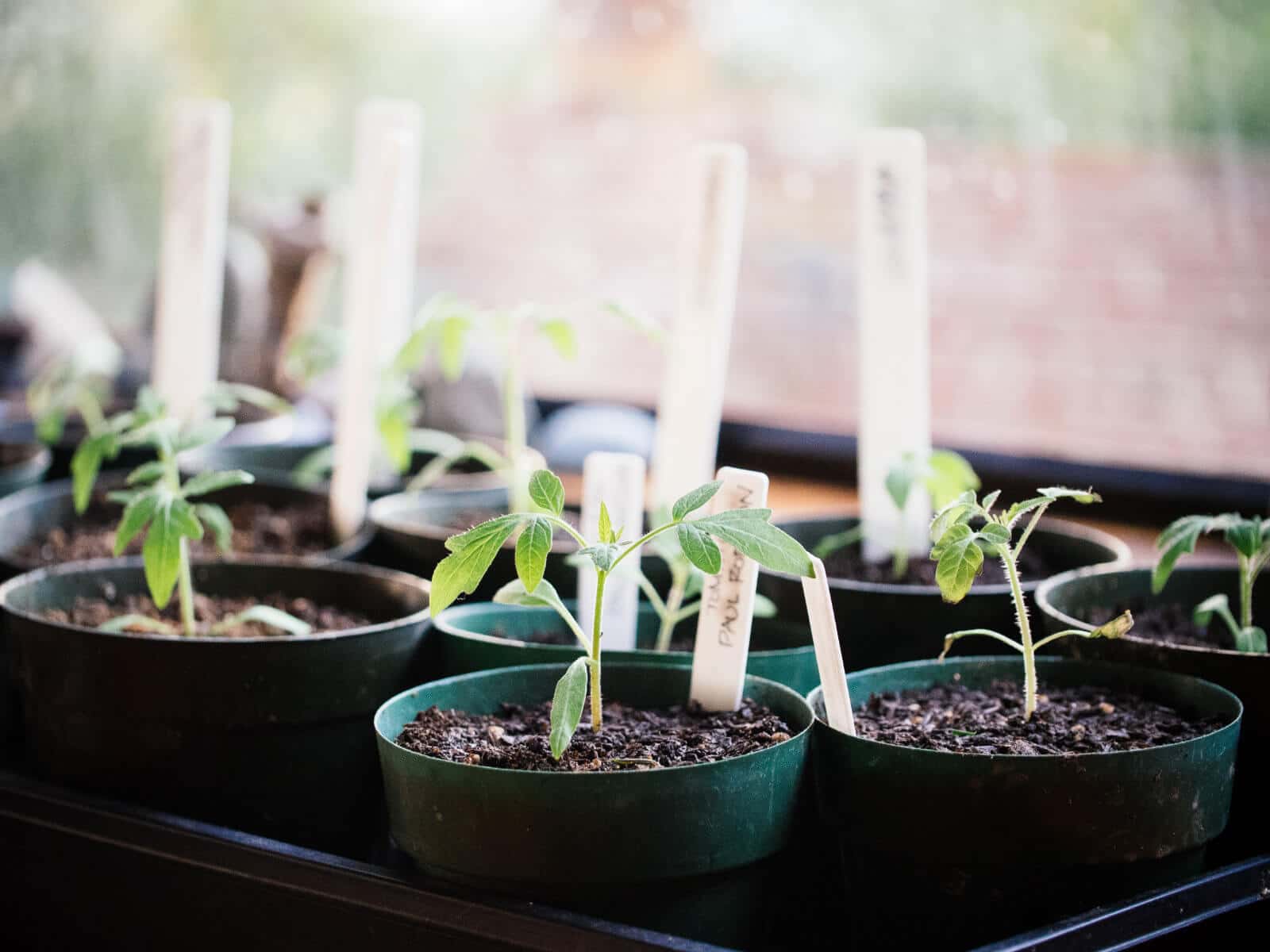 Start your tomato seeds early