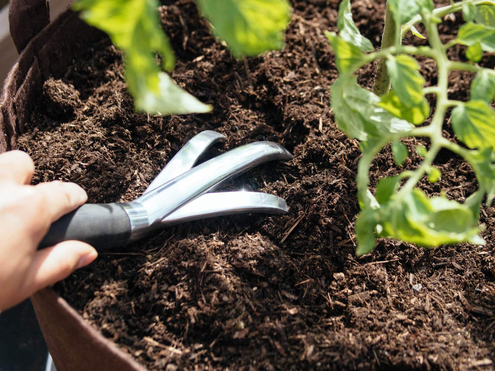 Amend the soil with plenty of nutrients