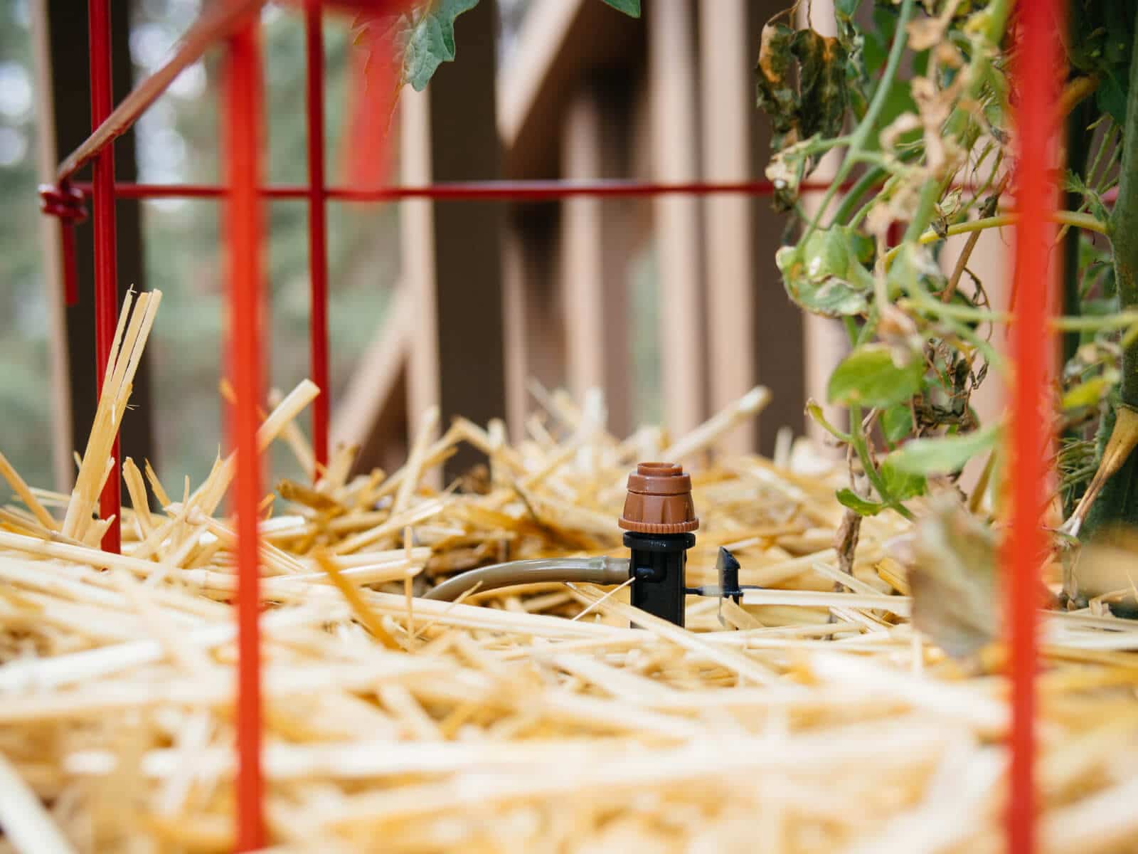 Water your tomato plants deeply and thoroughly