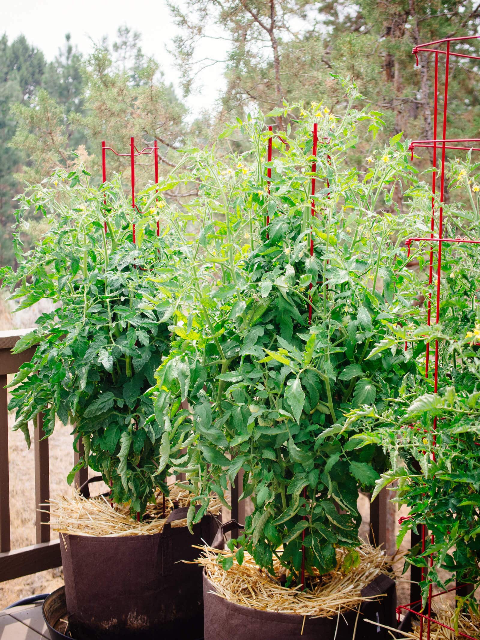 How to grow tomatoes in pots like a gardening pro