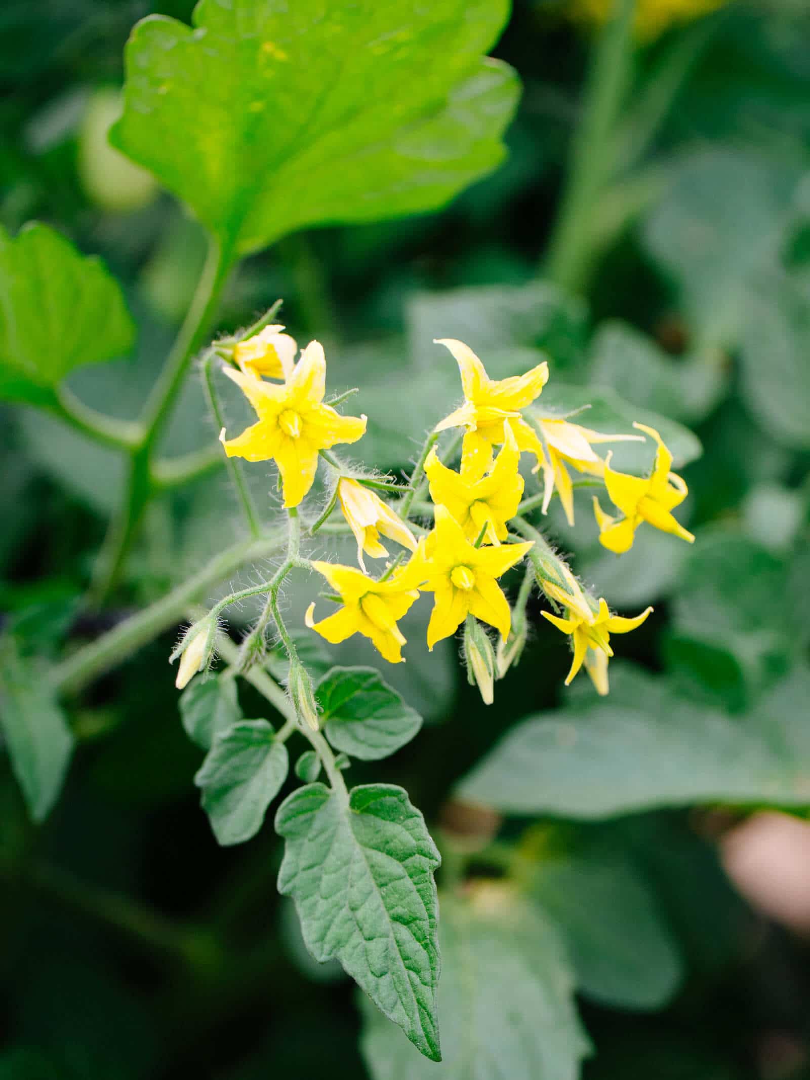 Grow productive tomato plants in pots