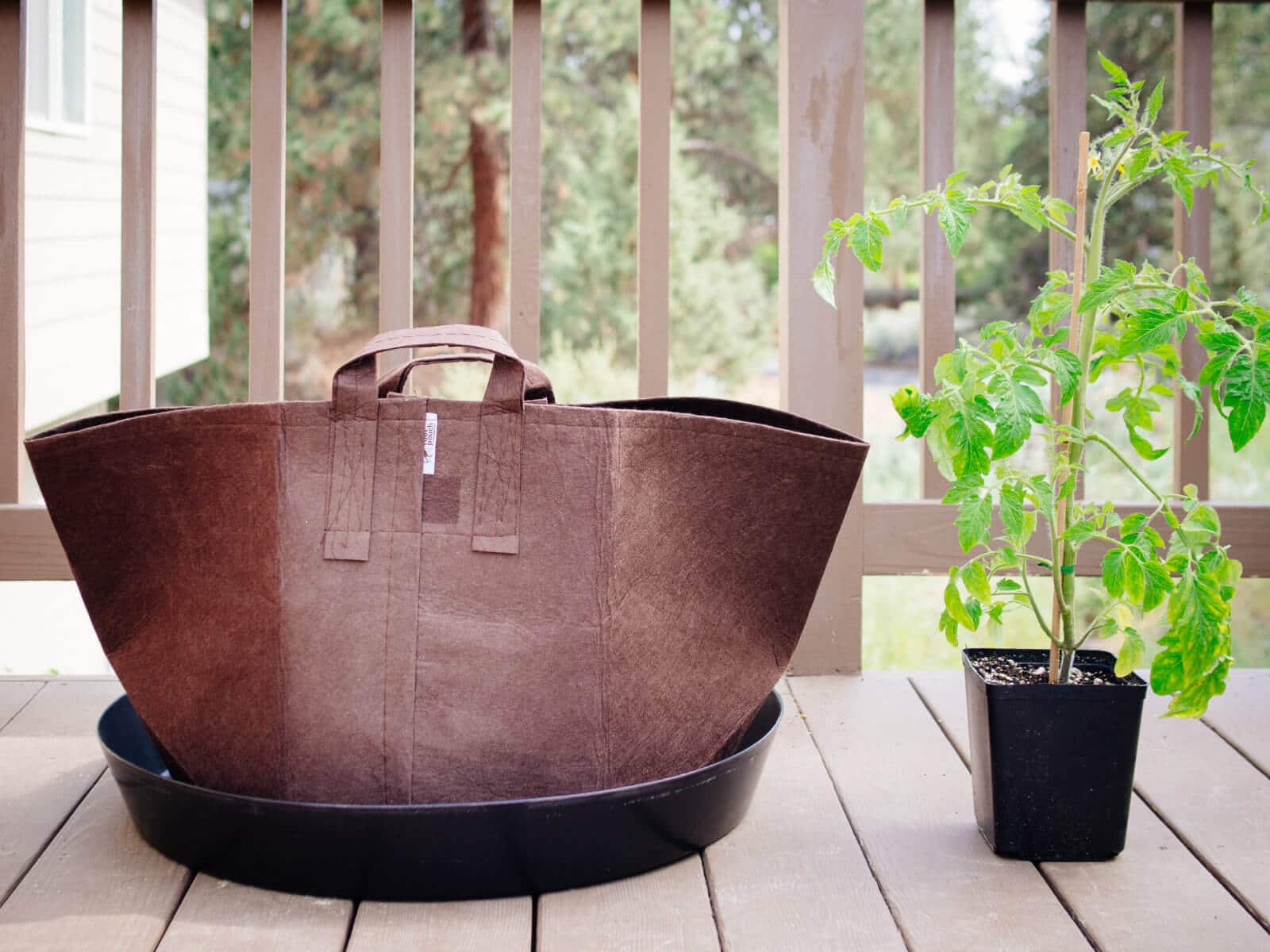 Use fabric pots for growing tomatoes