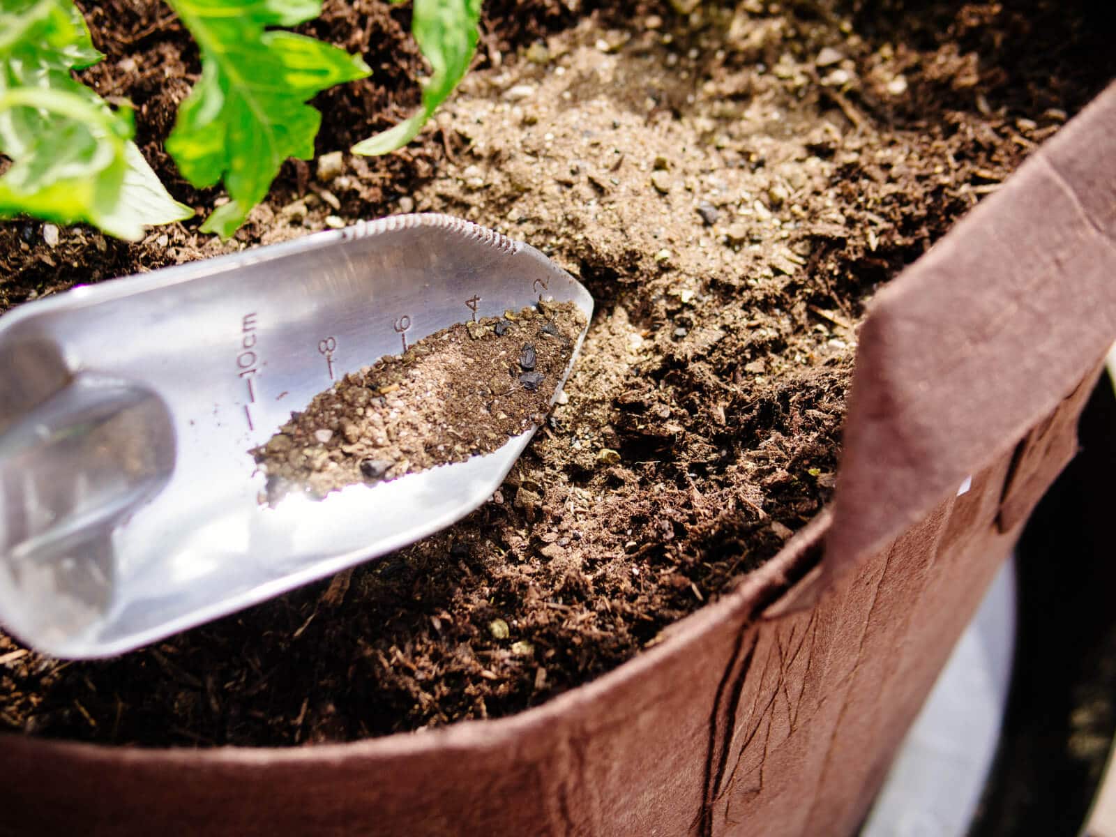 Feed tomato plants with good organic fertilizer