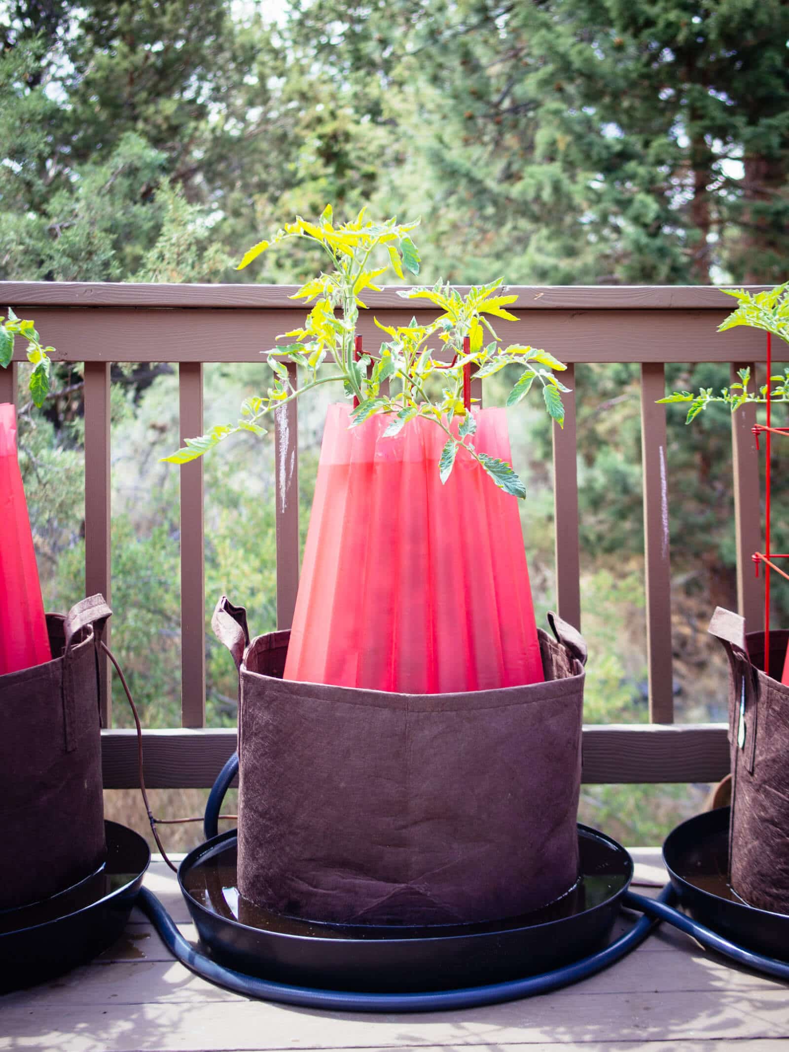 Place walls of water over young tomato plants until all danger of frost has passed